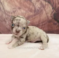 AKC RUFUS, a male Chihuahua for sale in Muskogee, OK – Photo 1 of 10