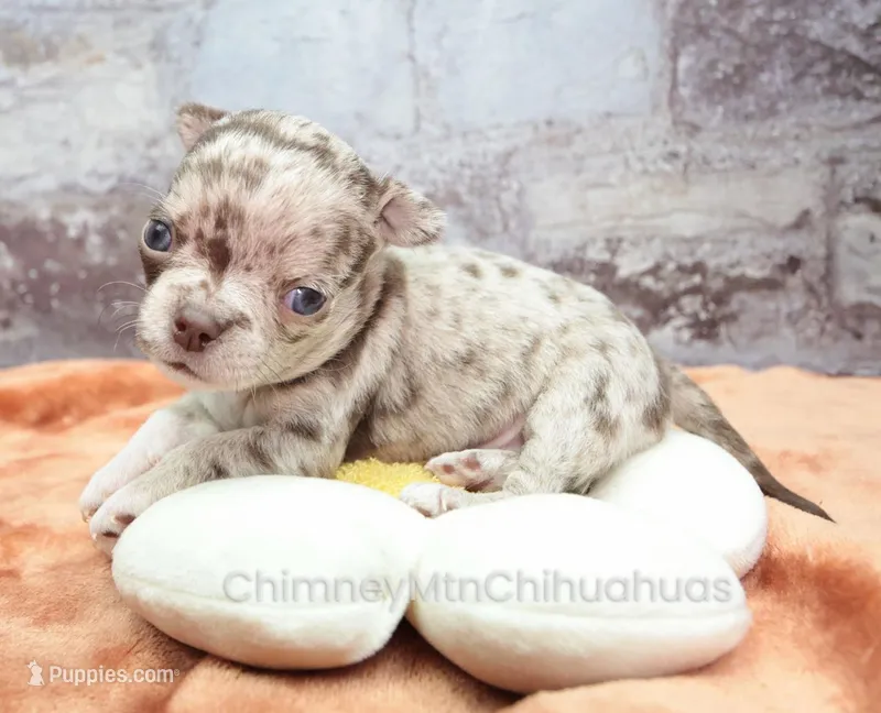 AKC RUFUS – Chihuahua puppy for sale in Muskogee, OK