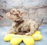 AKC RUFUS, a male Chihuahua for sale in Muskogee, OK – 5 of 10