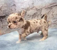 AKC RUFUS, a male Chihuahua for sale in Muskogee, OK – 4 of 10
