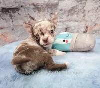 AKC RUFUS, a male Chihuahua for sale in Muskogee, OK – 8 of 10