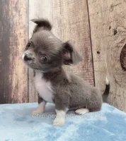 Unborn Litter- AKC, a  Chihuahua for sale in Muskogee, OK – 5 of 8