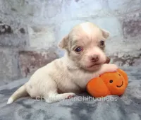 AKC BRAMBLE, a female Chihuahua for sale in Muskogee, OK – 2 of 10