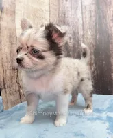 AKC THUNDER, a male Chihuahua for sale in Muskogee, OK – Photo 5 of 10