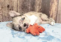 AKC THUNDER, a male Chihuahua for sale in Muskogee, OK – Photo 3 of 10