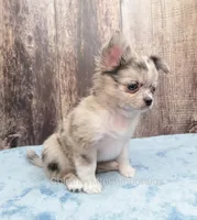 AKC THUNDER, a male Chihuahua for sale in Muskogee, OK – Photo 6 of 10