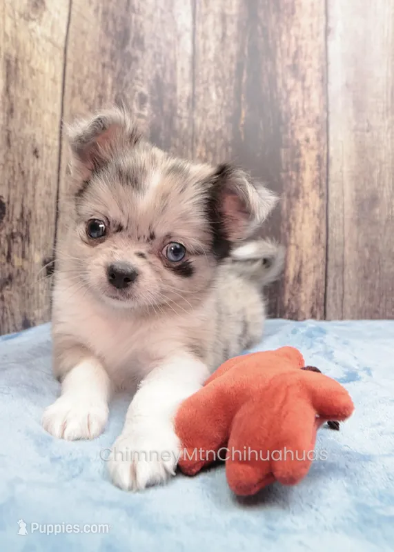 AKC THUNDER, a male Chihuahua for sale in Muskogee, OK – Photo 1 of 10