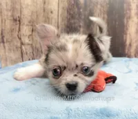 AKC THUNDER, a male Chihuahua for sale in Muskogee, OK – Photo 2 of 10