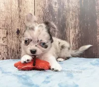 AKC THUNDER, a male Chihuahua for sale in Muskogee, OK – Photo 7 of 10