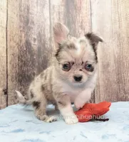 AKC THUNDER, a male Chihuahua for sale in Muskogee, OK – Photo 4 of 10