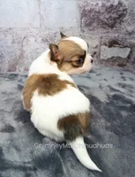 AKC PECAN, a male Chihuahua for sale in Muskogee, OK – 6 of 10
