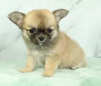 Unborn Litter- AKC, a  Chihuahua for sale in Muskogee, OK – Photo 4 of 8