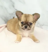 Unborn Litter- AKC, a  Chihuahua for sale in Muskogee, OK – Photo 6 of 8