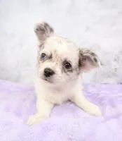 Unborn Litter- AKC, a  Chihuahua for sale in Muskogee, OK – Photo 5 of 8