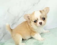Unborn Litter- AKC, a  Chihuahua for sale in Muskogee, OK – Photo 1 of 8