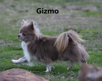 Unborn Litter- AKC, a  Chihuahua for sale in Muskogee, OK – Photo 7 of 8