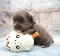 AKC ELWOOD, a male Chihuahua for sale in Muskogee, OK – 5 of 10