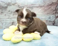 AKC HUCK, a male Chihuahua for sale in Muskogee, OK – 1 of 10