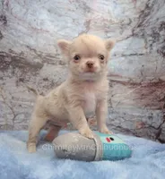 Unborn Litter- AKC, a  Chihuahua for sale in Muskogee, OK – 8 of 10