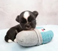 AKC ZAZU, a male Chihuahua for sale in Muskogee, OK – 2 of 10