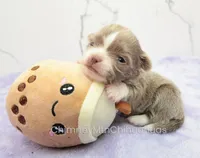 AKC BENJAMIN, a male Chihuahua for sale in Muskogee, OK – Photo 7 of 10