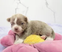 AKC BENJAMIN, a male Chihuahua for sale in Muskogee, OK – Photo 4 of 10