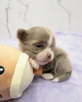 AKC BENJAMIN, a male Chihuahua for sale in Muskogee, OK – Photo 6 of 10