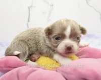 AKC BENJAMIN, a male Chihuahua for sale in Muskogee, OK – Photo 3 of 10