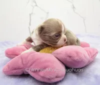 AKC BENJAMIN, a male Chihuahua for sale in Muskogee, OK – Photo 2 of 10