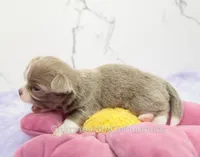 AKC BENJAMIN, a male Chihuahua for sale in Muskogee, OK – Photo 5 of 10