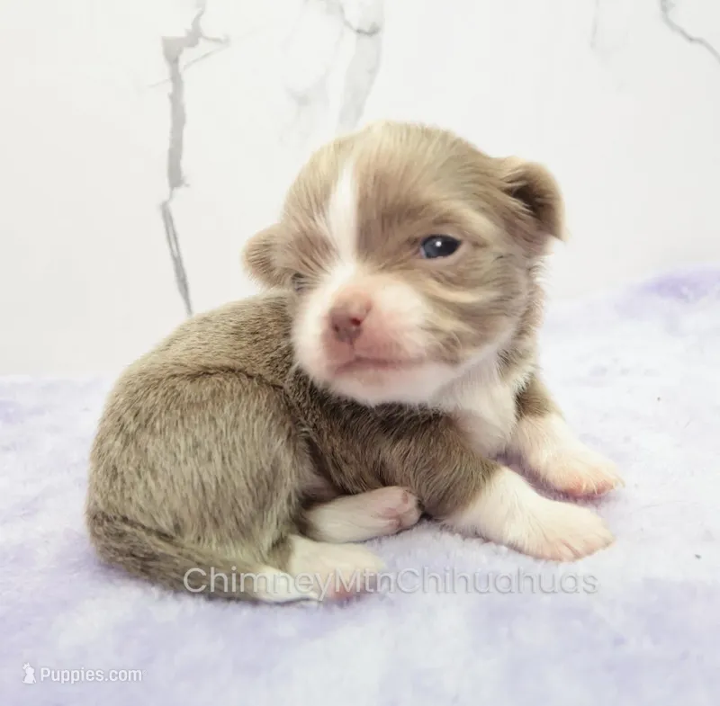 AKC BENJAMIN – Chihuahua puppy for sale in Muskogee, OK