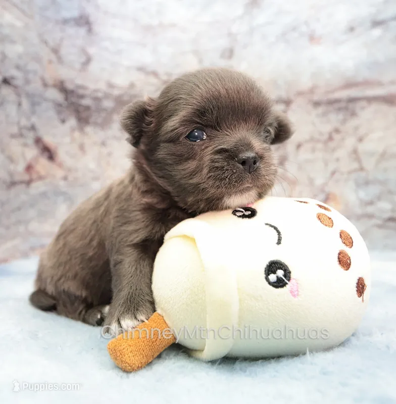 AKC ELWOOD – Chihuahua puppy for sale in Muskogee, OK