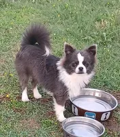 AKC ELWOOD, a male Chihuahua for sale in Muskogee, OK – 10 of 10