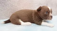 AKC QUINCY, a male Chihuahua for sale in Muskogee, OK – 8 of 10