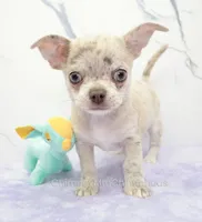 AKC RICO, a male Chihuahua for sale in Muskogee, OK – 6 of 10