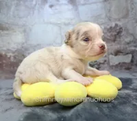 AKC BRAMBLE, a female Chihuahua for sale in Muskogee, OK – 6 of 10