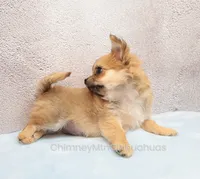 AKC VERITY, a female Chihuahua for sale in Muskogee, OK – 3 of 10