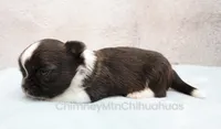 AKC ZAZU, a male Chihuahua for sale in Muskogee, OK – 8 of 10