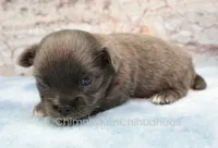 AKC ELWOOD, a male Chihuahua for sale in Muskogee, OK – 3 of 10