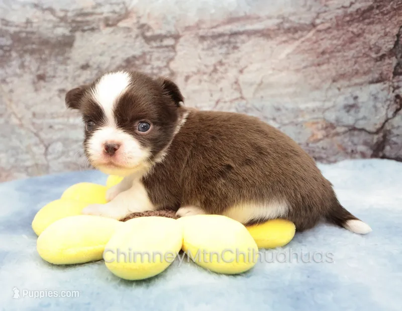 AKC TOM – Chihuahua puppy on hold in Muskogee, OK