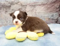 AKC TOM, a male Chihuahua for sale in Muskogee, OK – 1 of 10