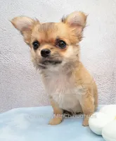 AKC VERITY, a female Chihuahua for sale in Muskogee, OK – 2 of 10