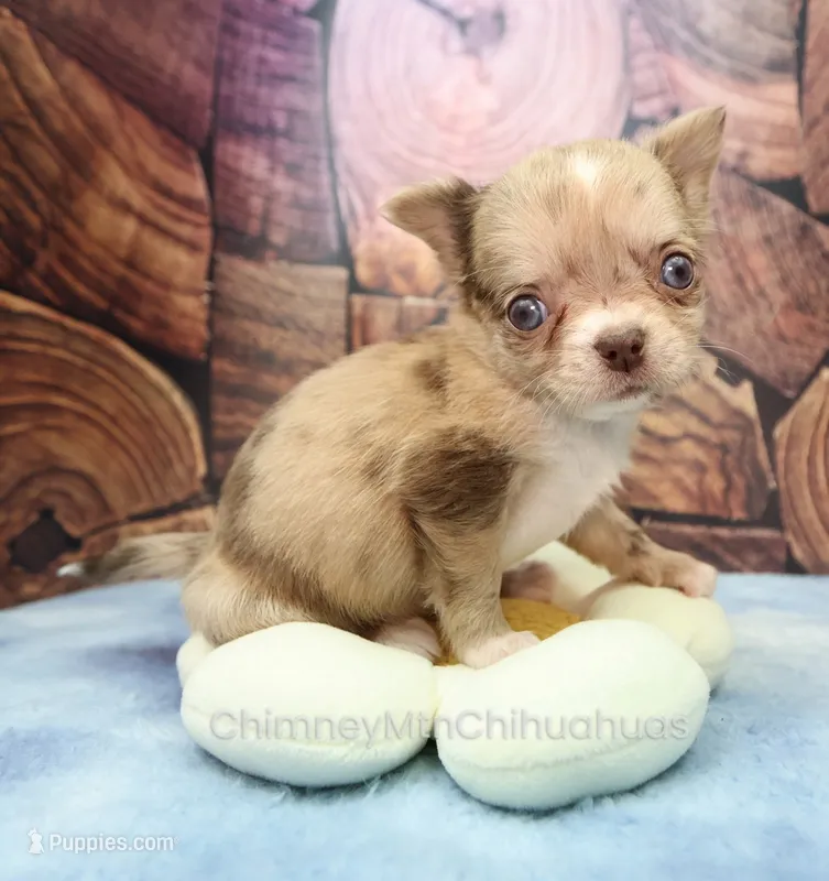 AKC IRENE – Chihuahua puppy for sale in Muskogee, OK
