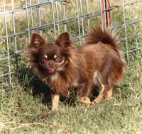 AKC CINNAMON, a female Chihuahua for sale in Muskogee, OK – 10 of 10