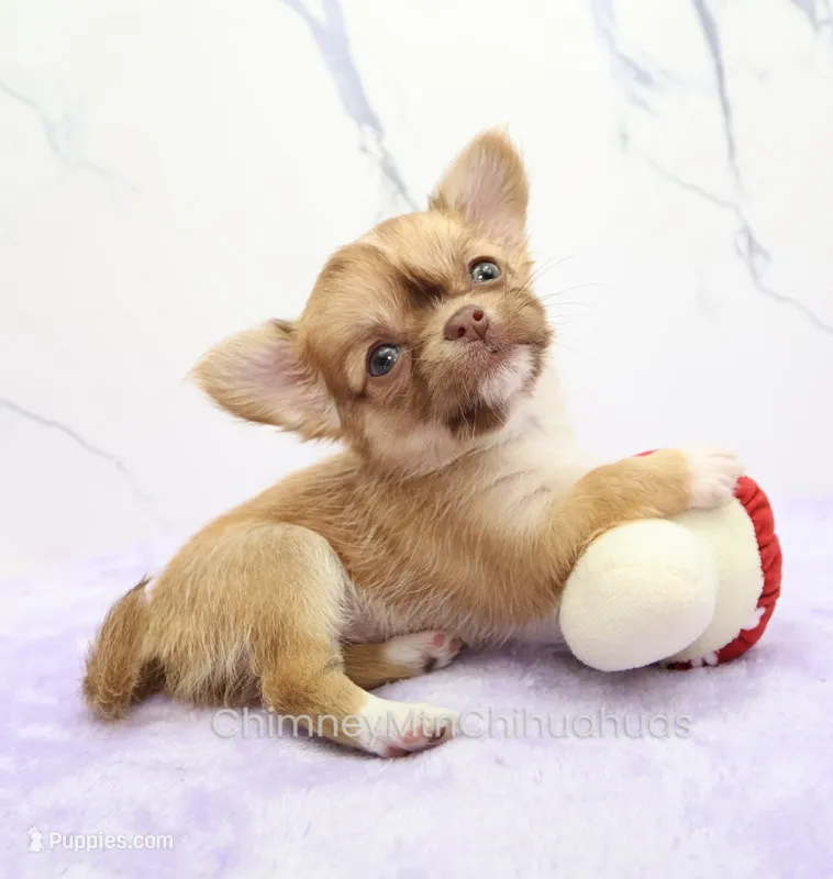 AKC ILANA – Chihuahua puppy for sale in Muskogee, OK