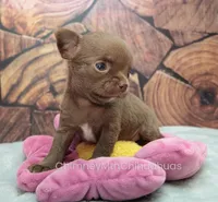 AKC ROCHELLE, a female Chihuahua for sale in Muskogee, OK – Photo 4 of 10