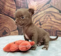 AKC ROCHELLE, a female Chihuahua for sale in Muskogee, OK – Photo 3 of 10