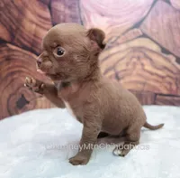 AKC ROCHELLE, a female Chihuahua for sale in Muskogee, OK – Photo 7 of 10