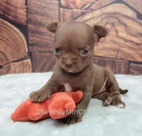 AKC ROCHELLE, a female Chihuahua for sale in Muskogee, OK – Photo 1 of 10