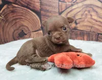 AKC ROCHELLE, a female Chihuahua for sale in Muskogee, OK – Photo 8 of 10